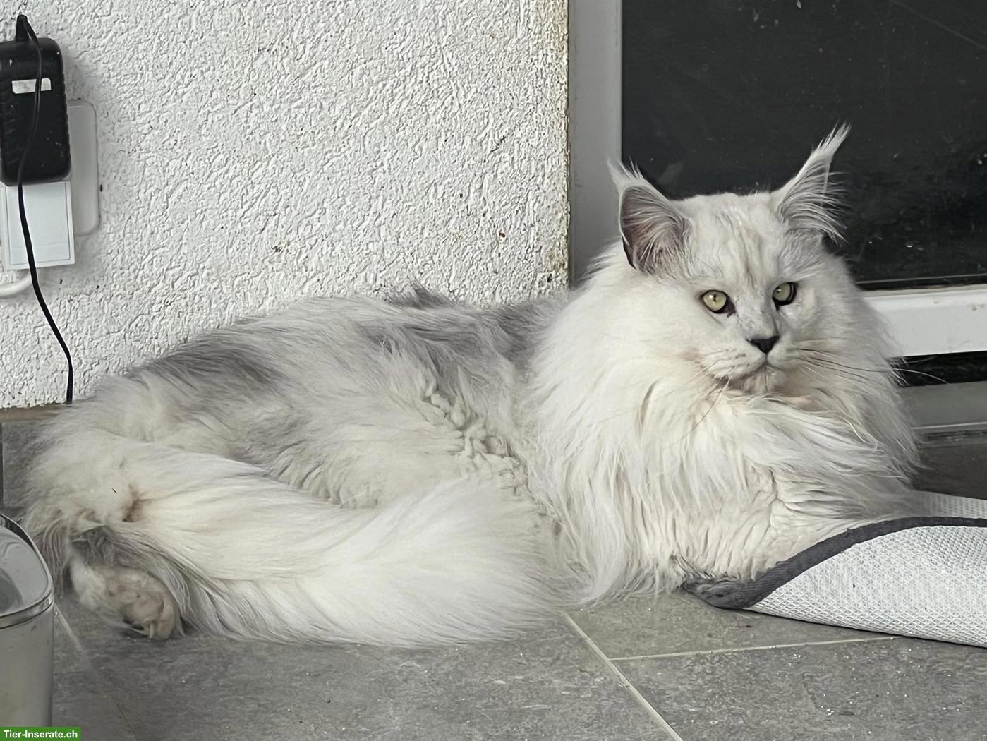 Bild 2: Maine Coon Kater sucht neues Zuhause
