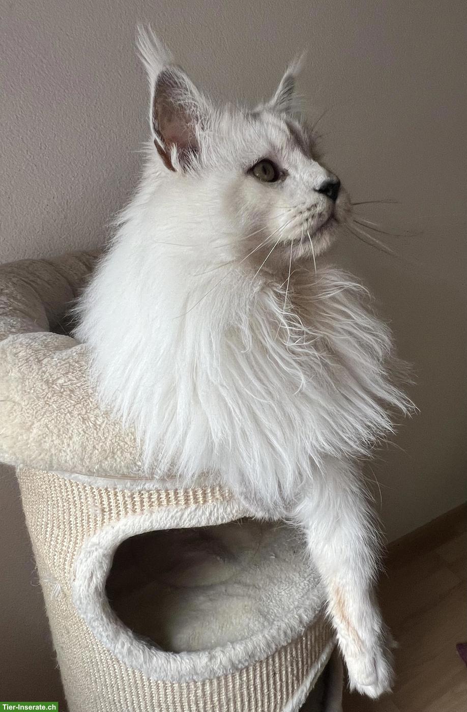 Bild 3: Maine Coon Kater sucht neues Zuhause