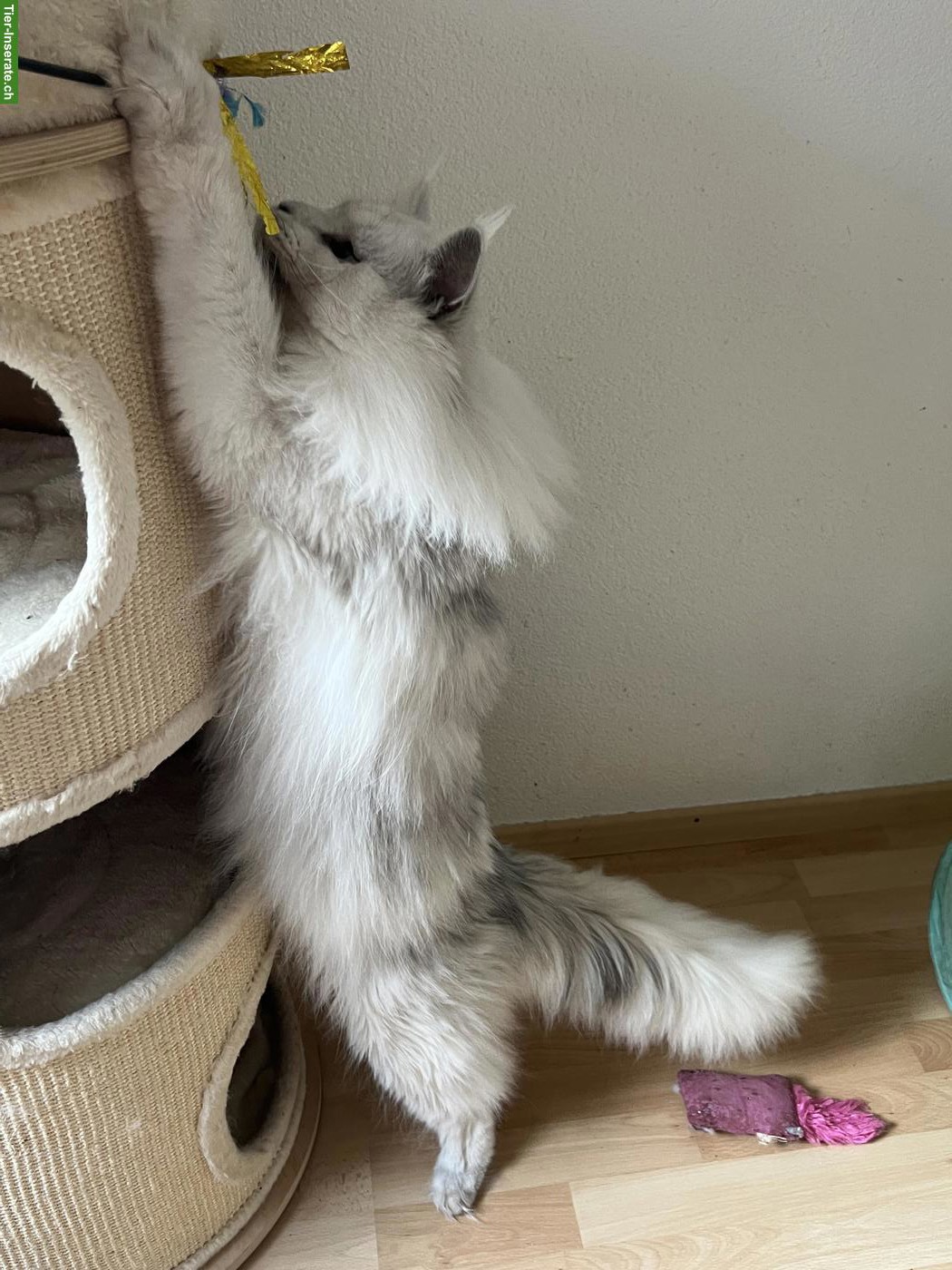 Bild 4: Maine Coon Kater sucht neues Zuhause
