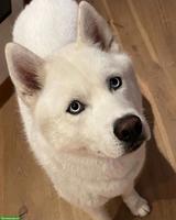 Schneeweisser Sibirischer Husky (reinrassig) sucht warmes Zuhause