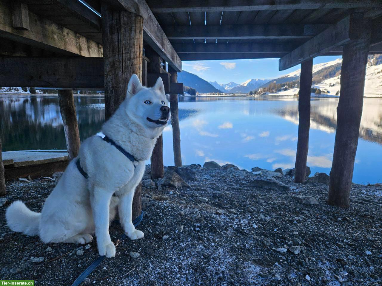 Bild 2: Schneeweisser Sibirischer Husky (reinrassig) sucht warmes Zuhause