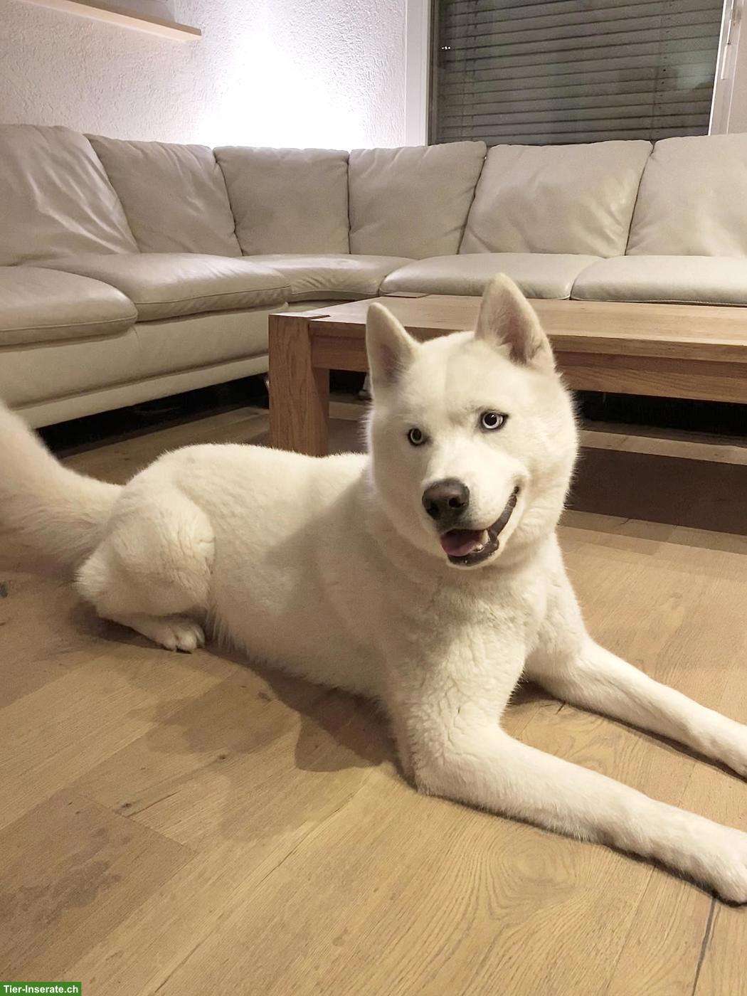 Bild 3: Schneeweisser Sibirischer Husky (reinrassig) sucht warmes Zuhause