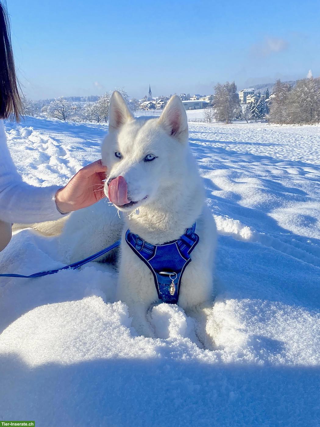 Bild 4: Schneeweisser Sibirischer Husky (reinrassig) sucht warmes Zuhause