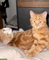 2 junge rote Katzengeschwister suchen liebevolles Zuhause
