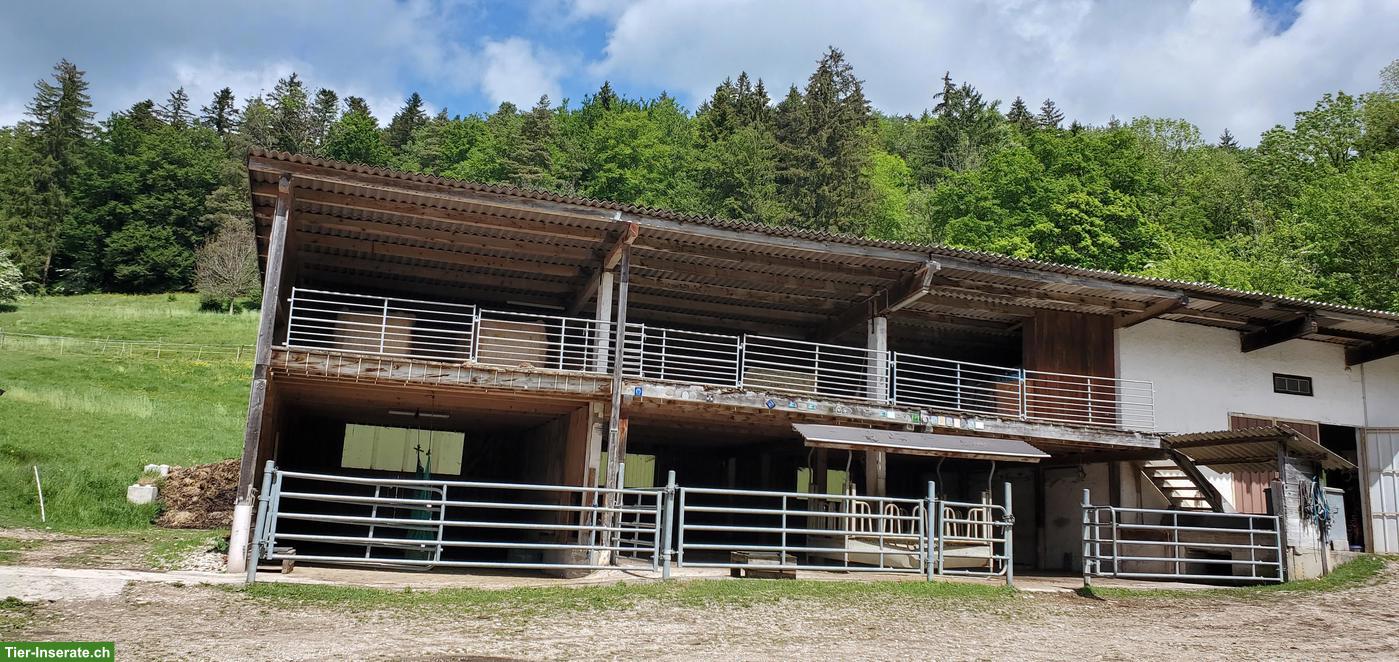 Pferdepension im Offenstall, Goumois JU