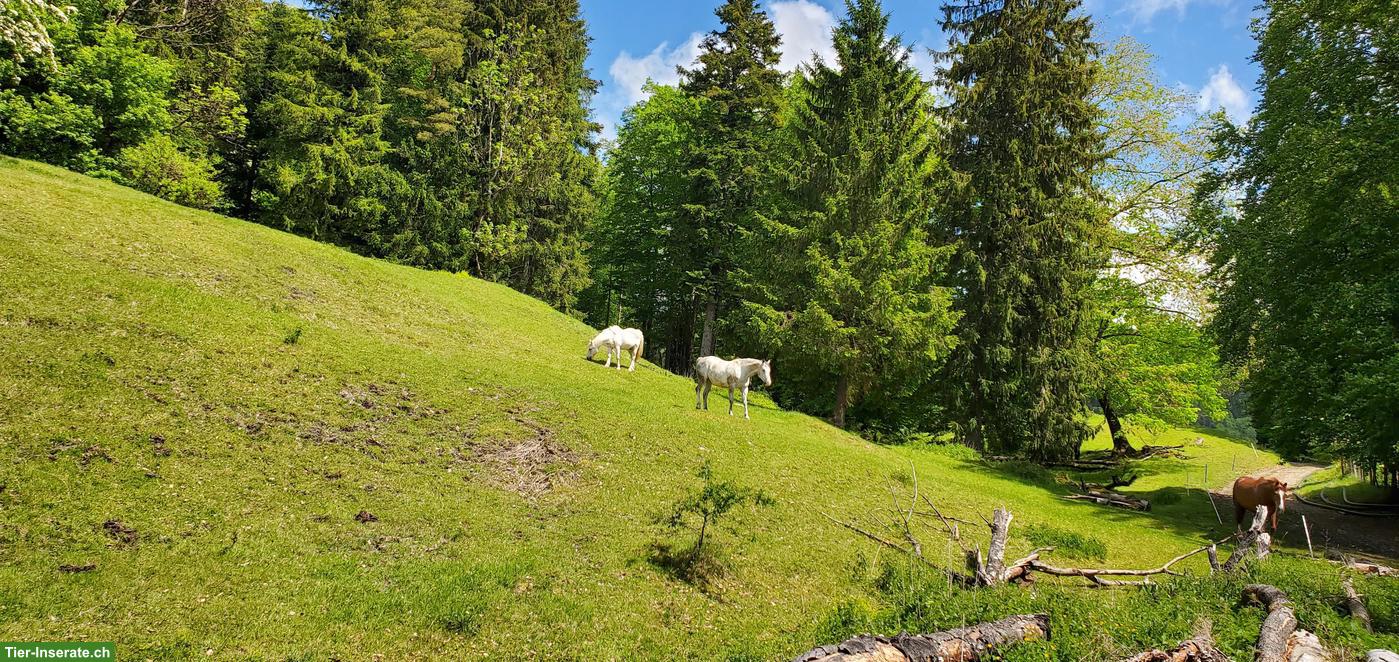 Bild 4: Pferdepension im Offenstall, Goumois JU
