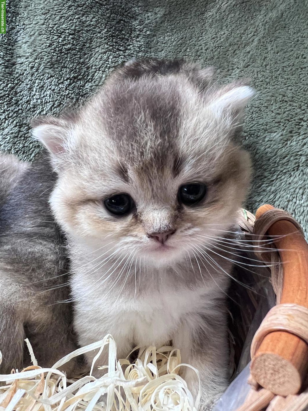 Reinrassige BKH Kitten in Tabby (kein Blau)