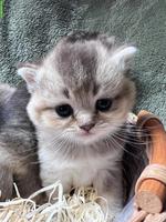 Reinrassige BKH Kitten in Tabby (kein Blau)