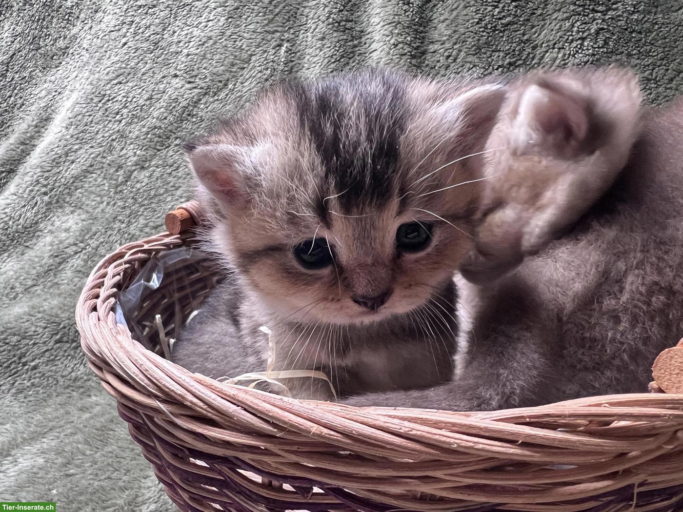 Bild 2: Reinrassige BKH Kitten in Tabby (kein Blau)
