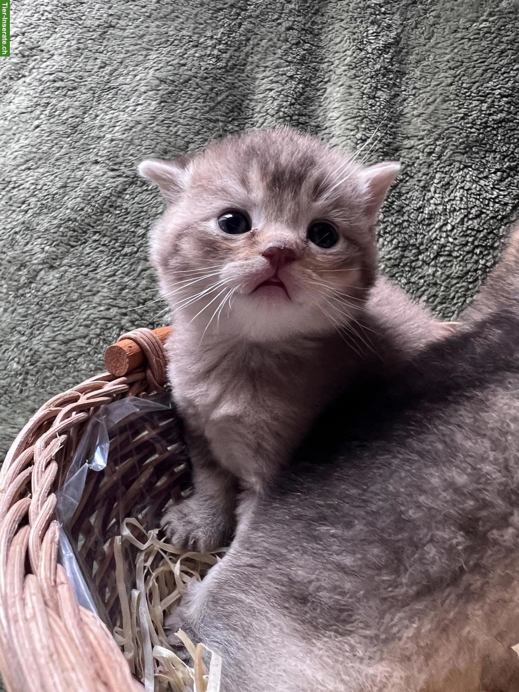 Bild 3: Reinrassige BKH Kitten in Tabby (kein Blau)