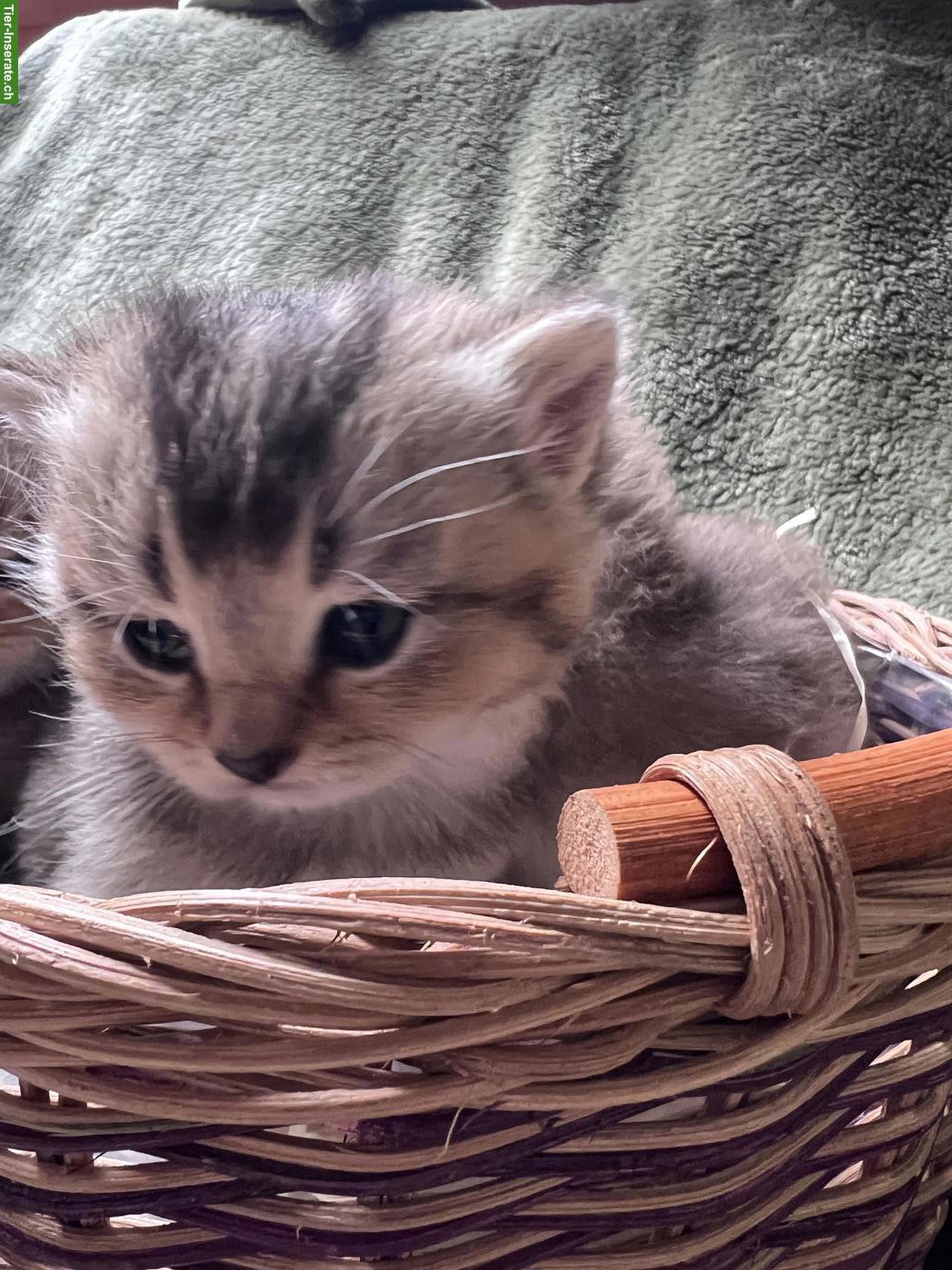 Bild 4: Reinrassige BKH Kitten in Tabby (kein Blau)