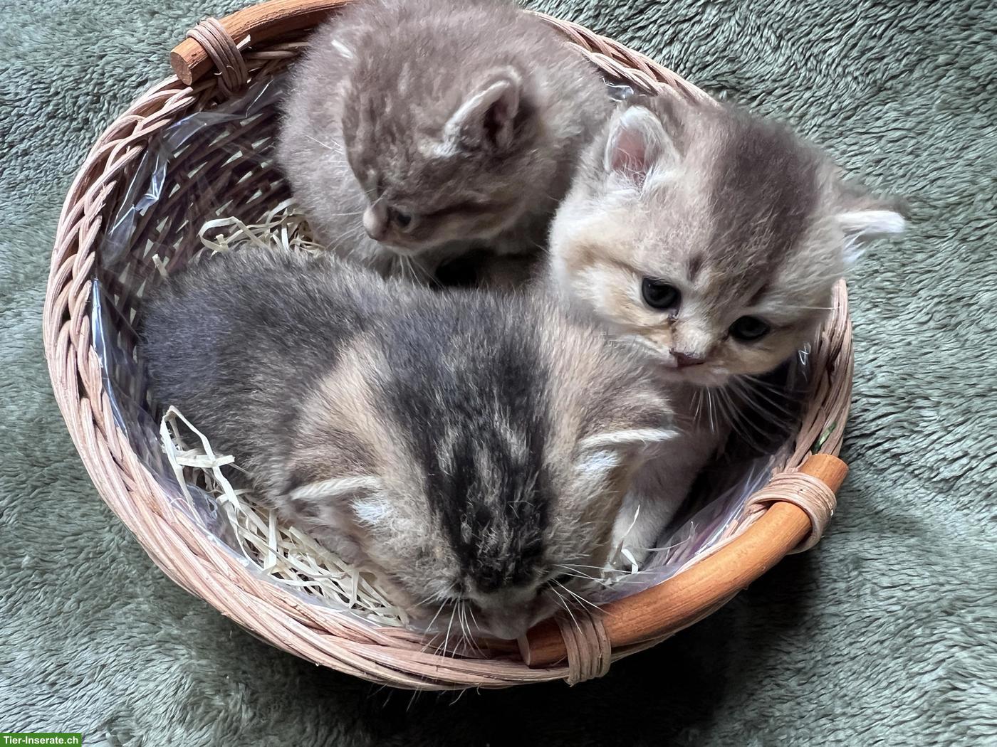 Bild 5: Reinrassige BKH Kitten in Tabby (kein Blau)