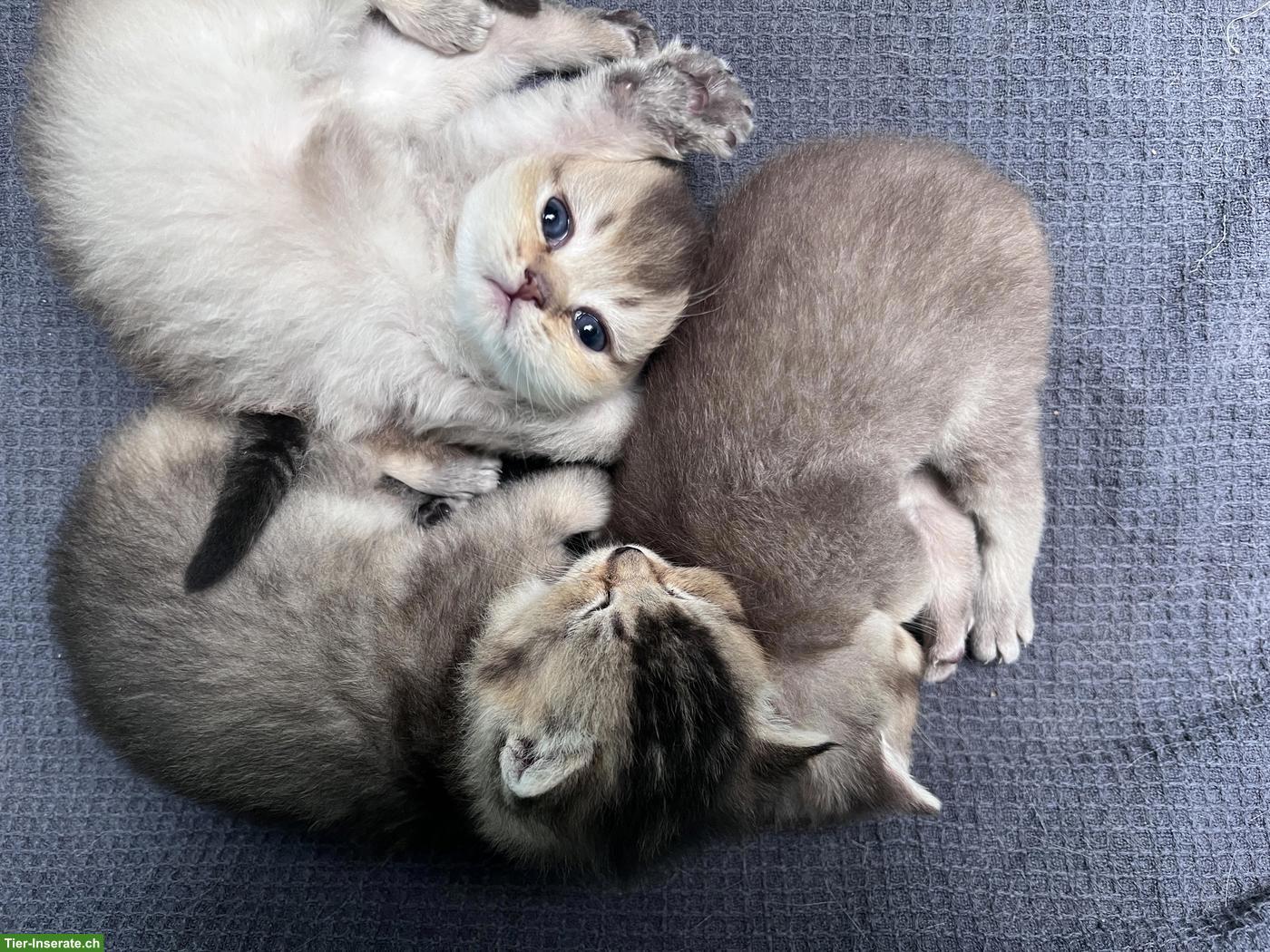 Bild 6: Reinrassige BKH Kitten in Tabby (kein Blau)
