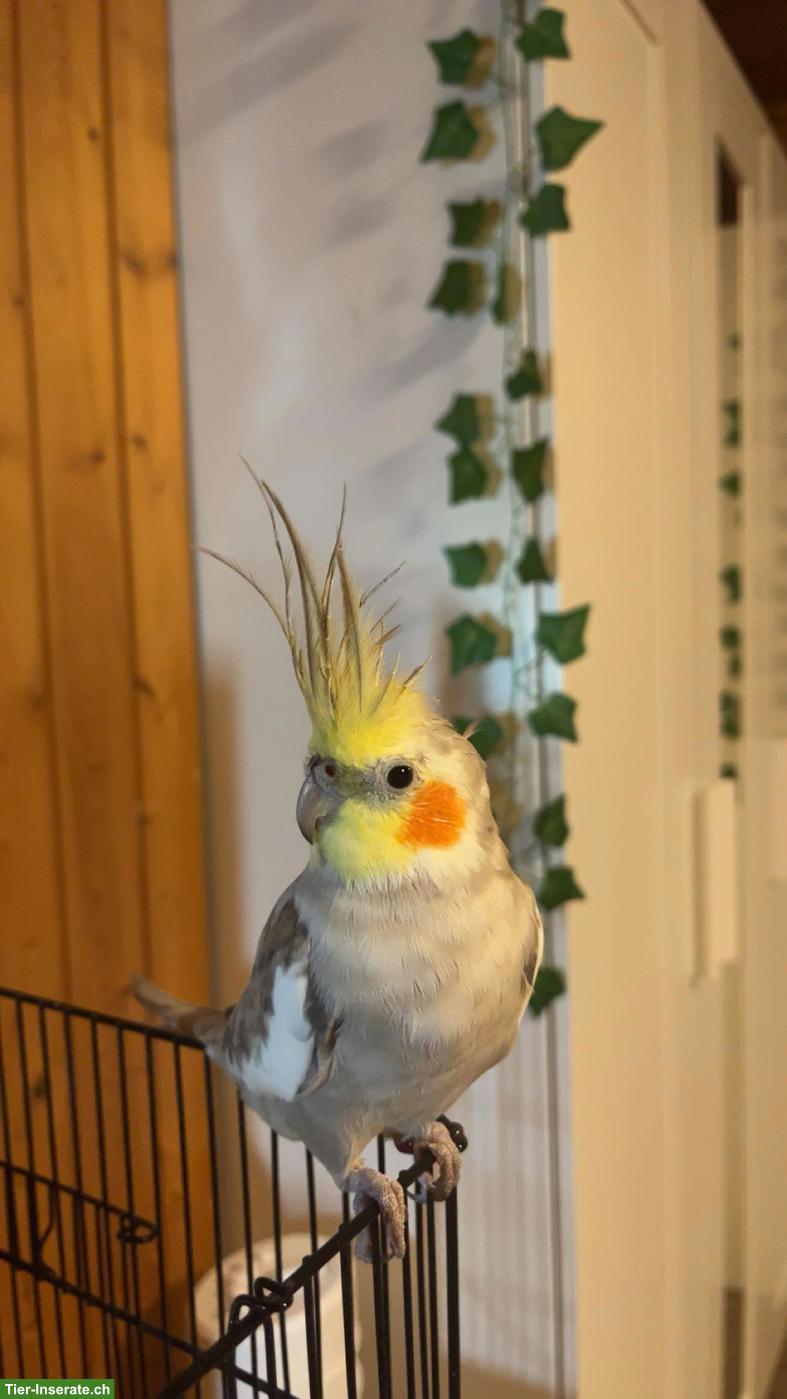 Suche weiblichen Nymphensittich