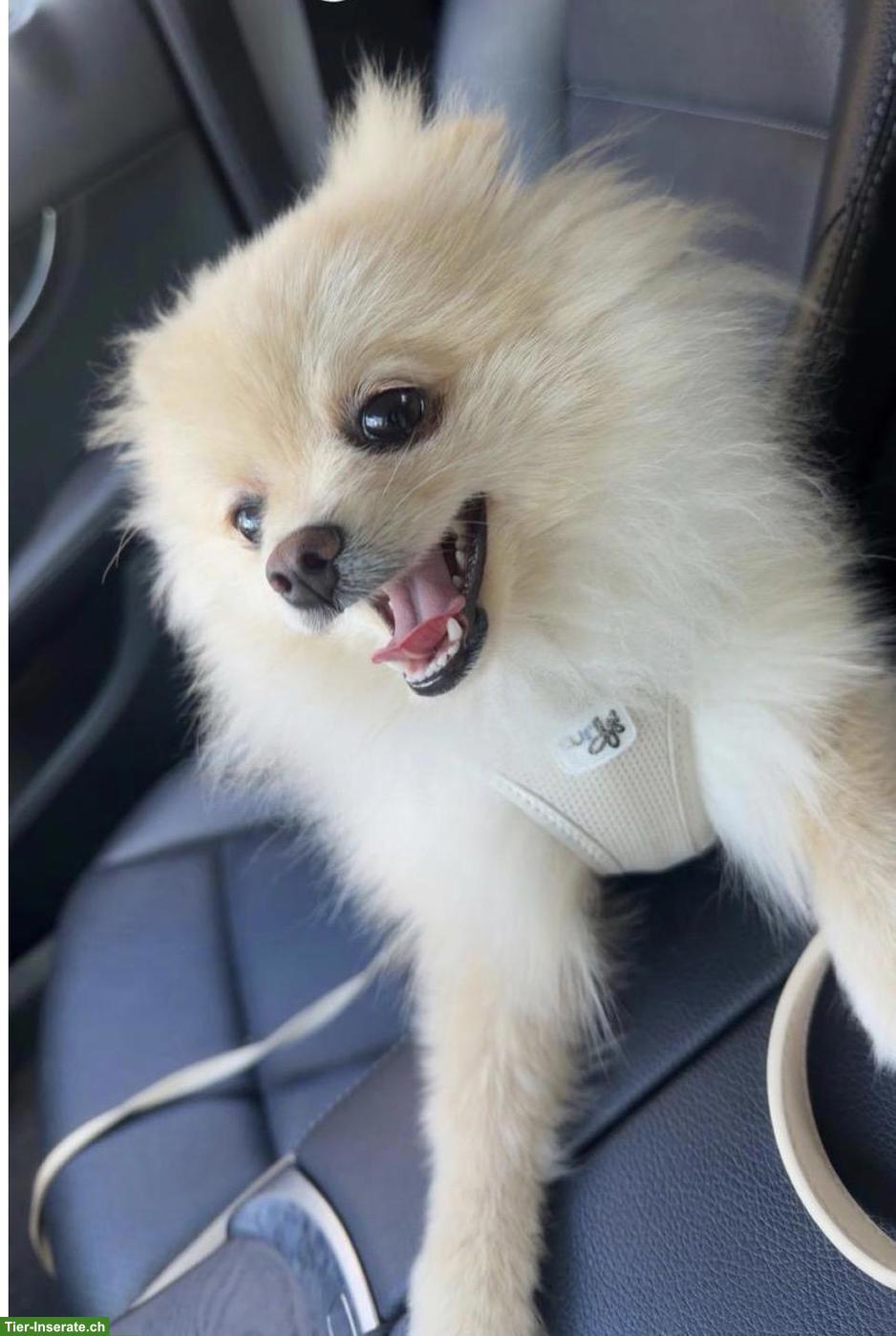 Kleiner, junger Pomeranian Welpe, Rüde