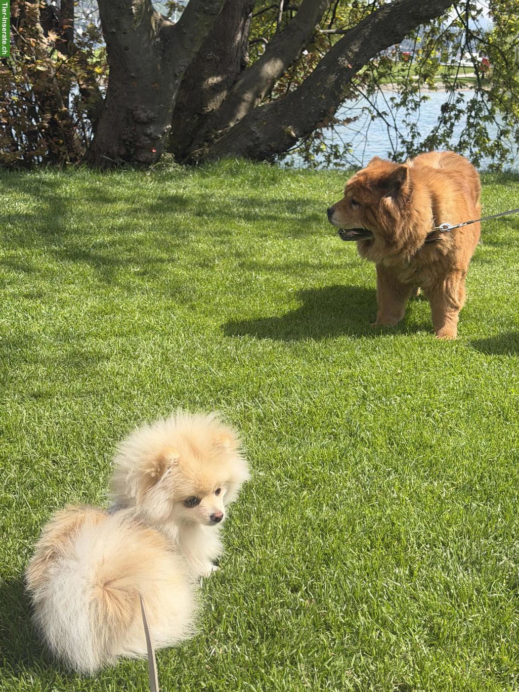 Bild 2: Kleiner, junger Pomeranian Welpe, Rüde