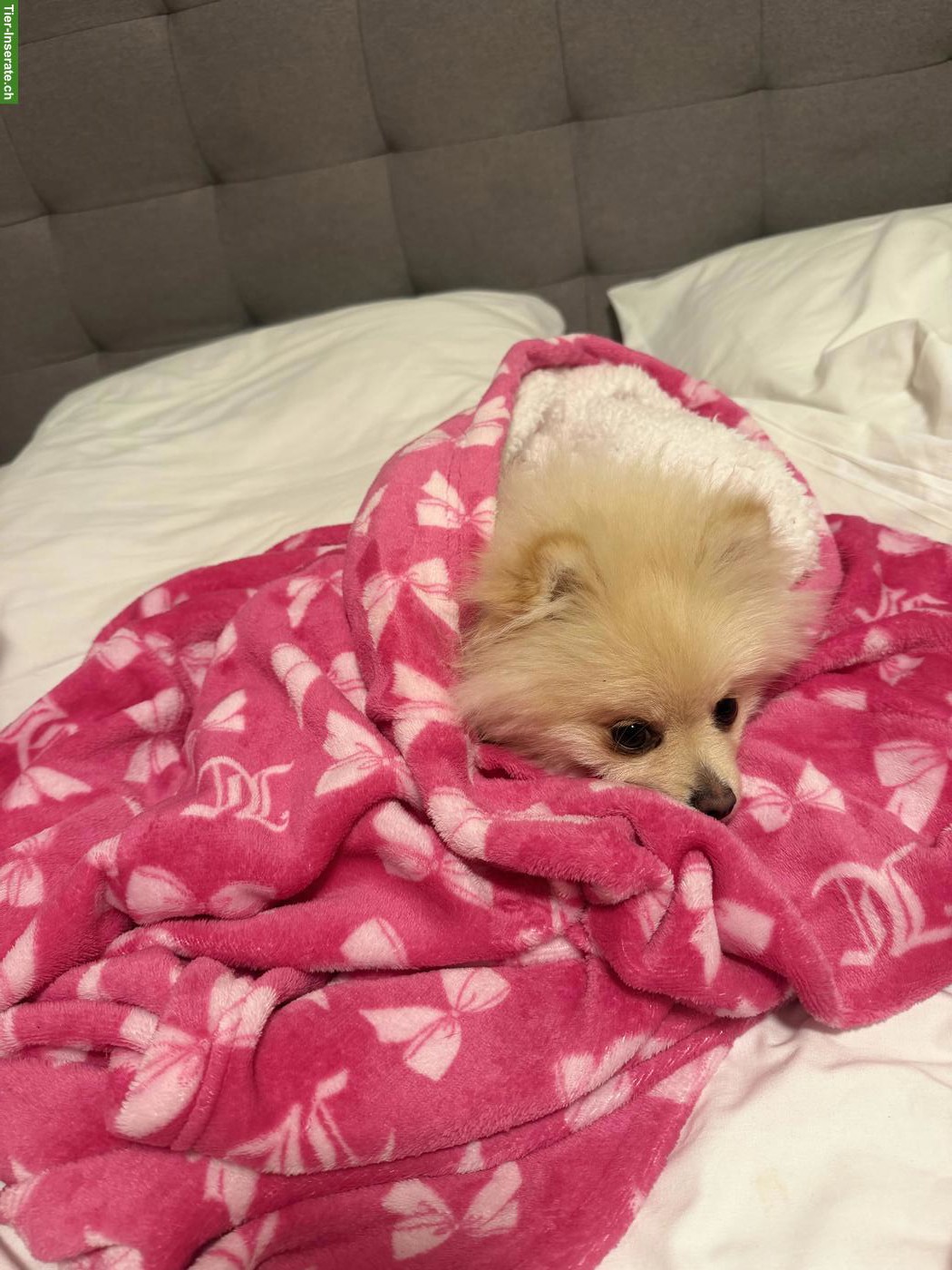 Bild 3: Kleiner, junger Pomeranian Welpe, Rüde