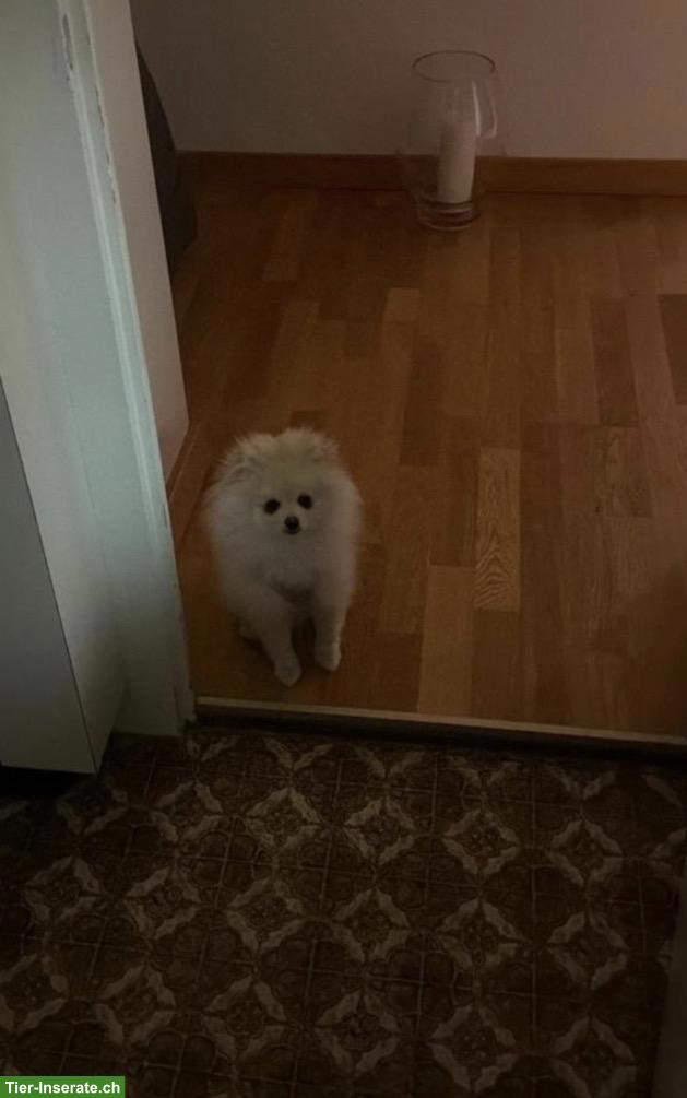 Bild 4: Kleiner, junger Pomeranian Welpe, Rüde