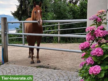 Platz frei in kleinem Aktivstall, Stäfa ZH
