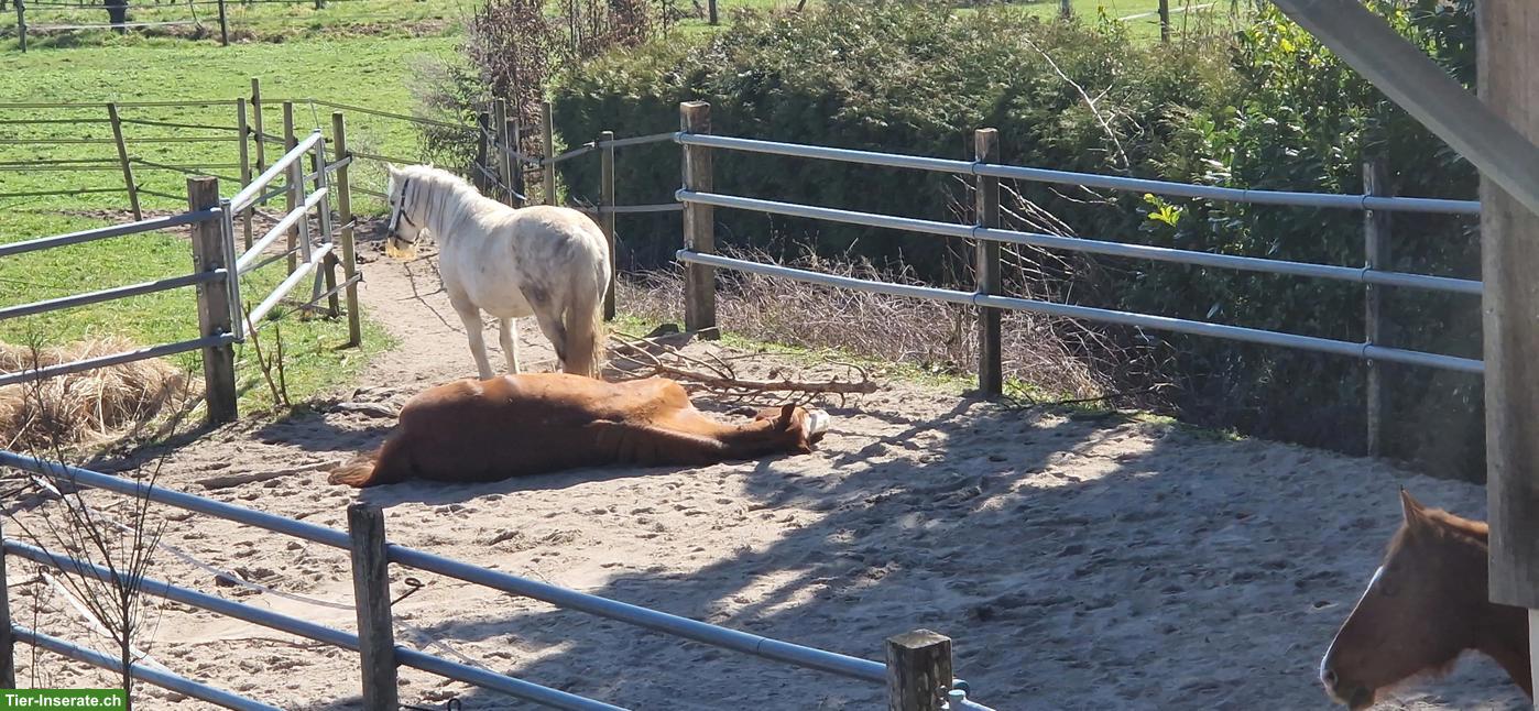 Bild 6: Platz frei in kleinem Aktivstall, Stäfa ZH