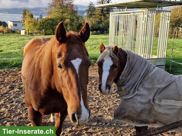 Bild 7: Platz frei in kleinem Aktivstall, Stäfa ZH