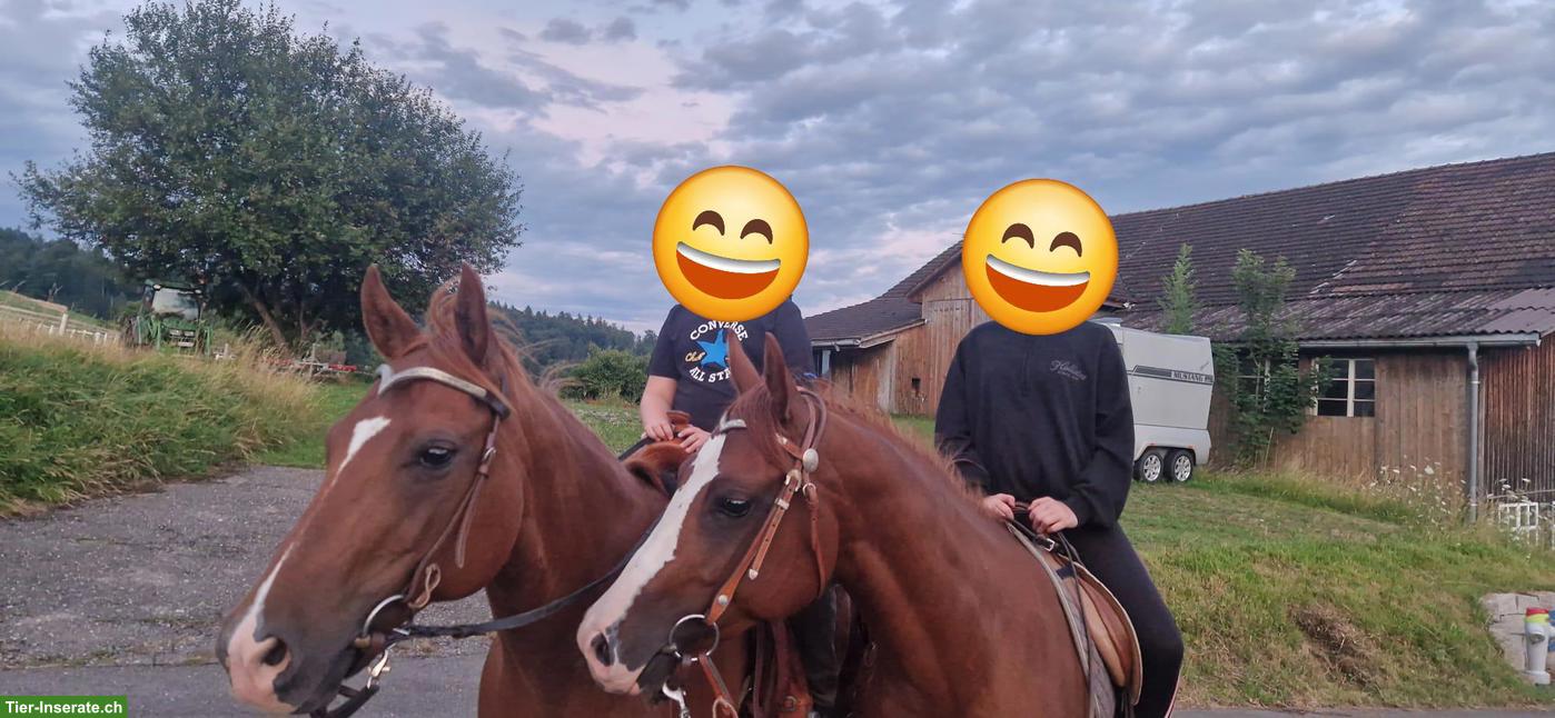 Reitbeteiligungen in Stäfa für Quarter Horse Stuten