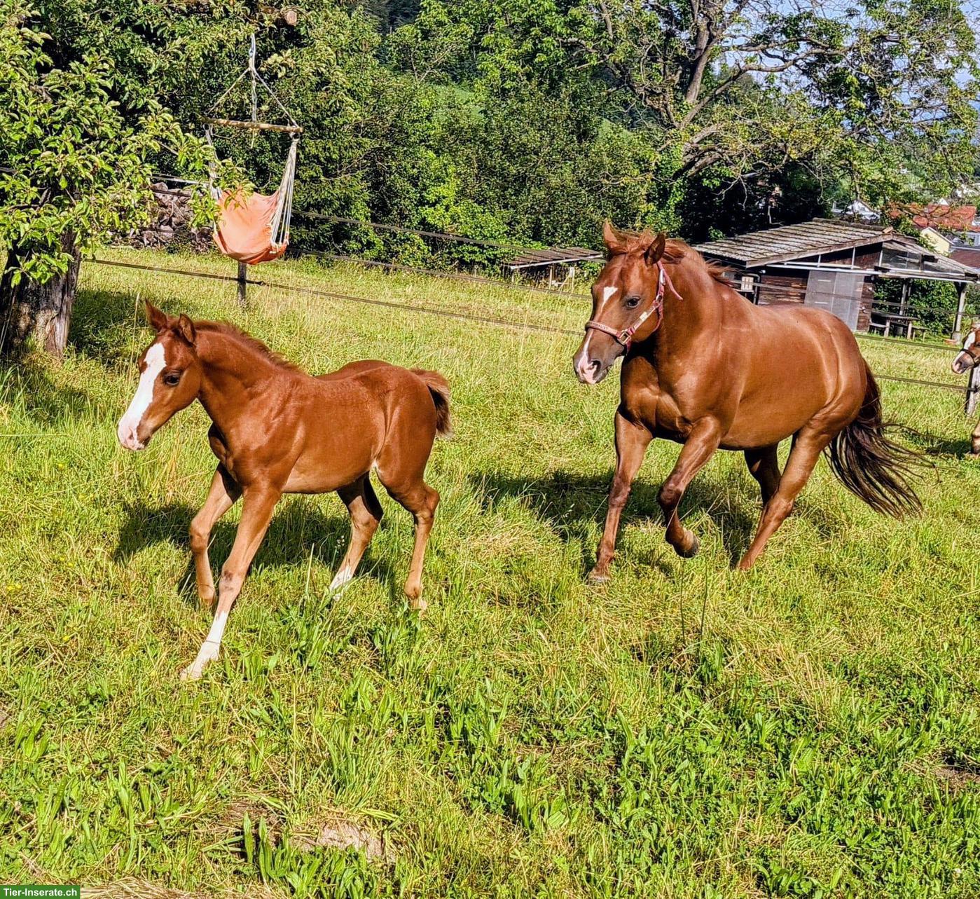 Bild 2: Reitbeteiligungen in Stäfa für Quarter Horse Stuten