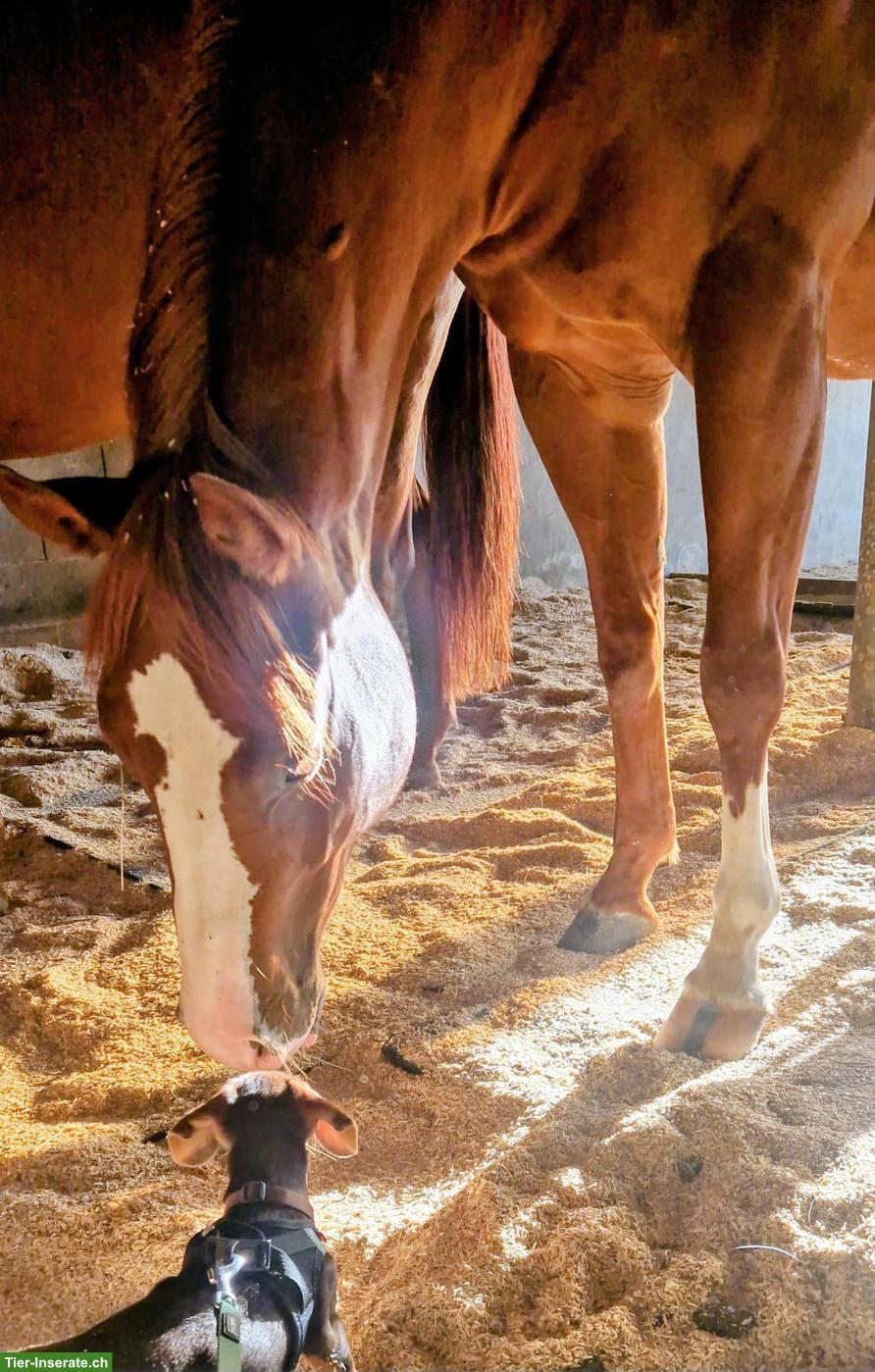 Bild 3: Reitbeteiligungen in Stäfa für Quarter Horse Stuten