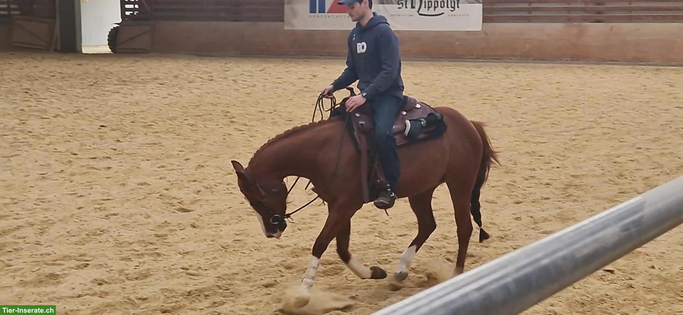 Bild 4: Reitbeteiligungen in Stäfa für Quarter Horse Stuten