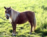 Shetlandpony Stuten & Wallach