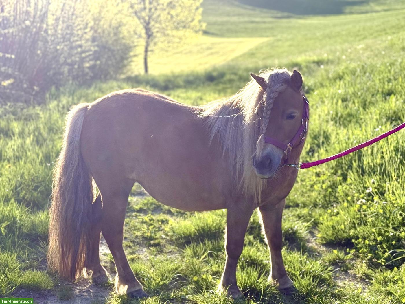 Bild 2: Shetlandpony Stuten & Wallach