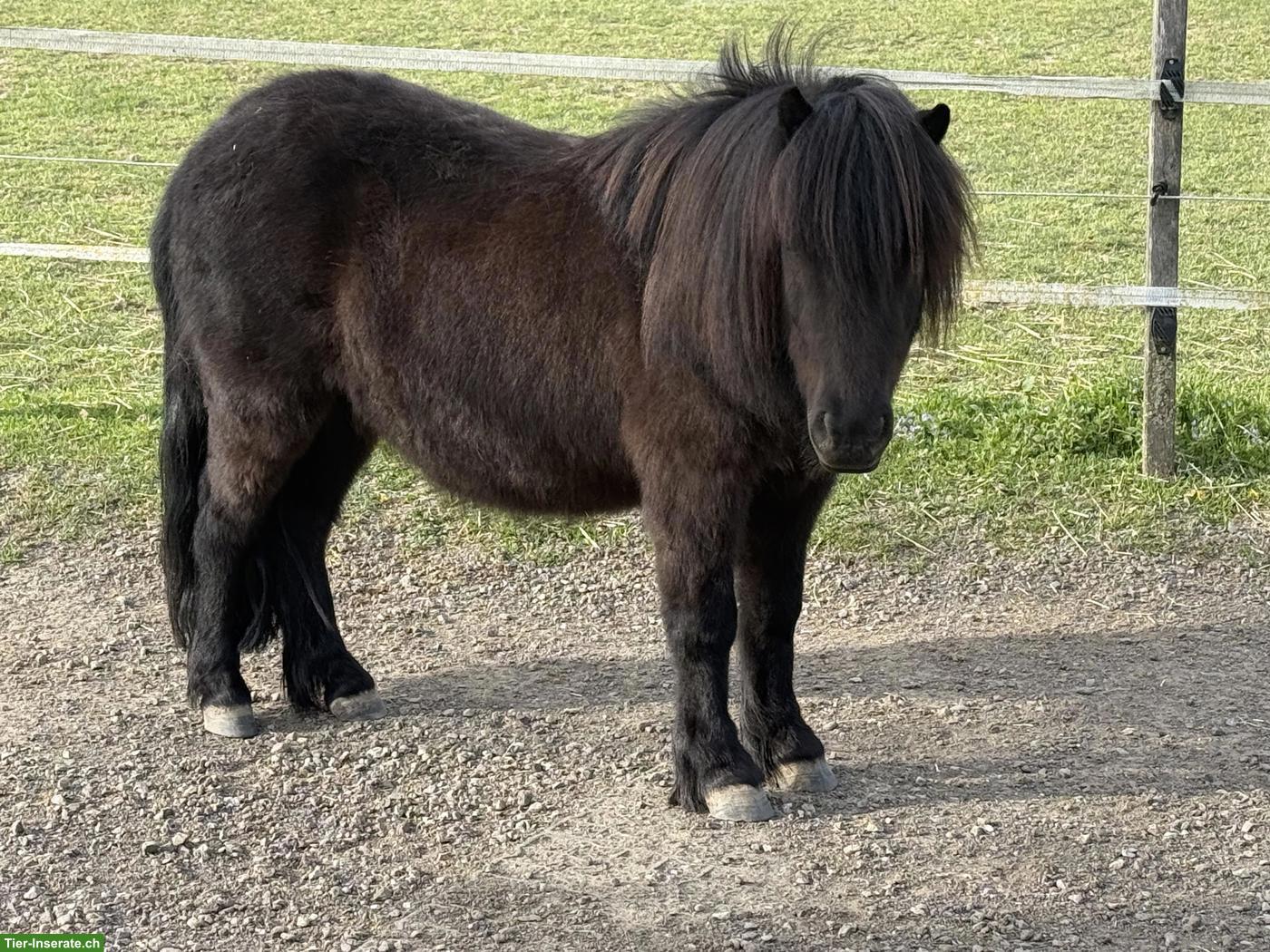 Bild 3: Shetlandpony Stuten & Wallach