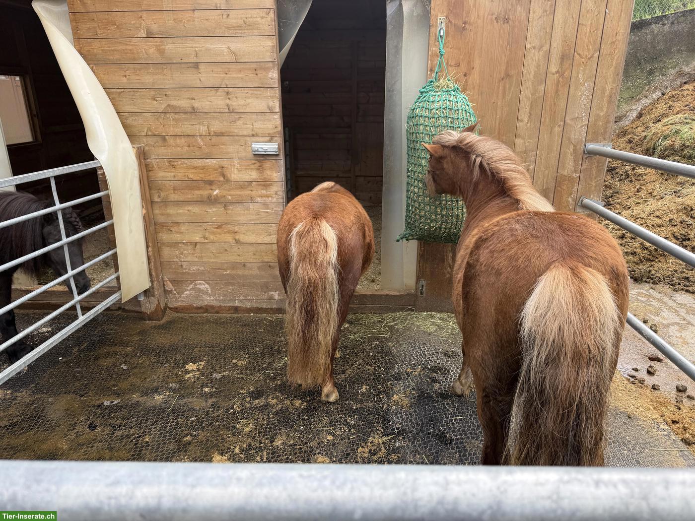 Bild 4: Shetlandpony Stuten & Wallach