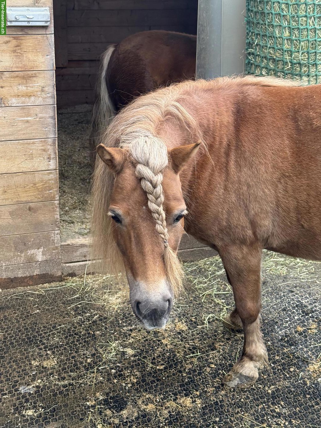 Bild 5: Shetlandpony Stuten & Wallach