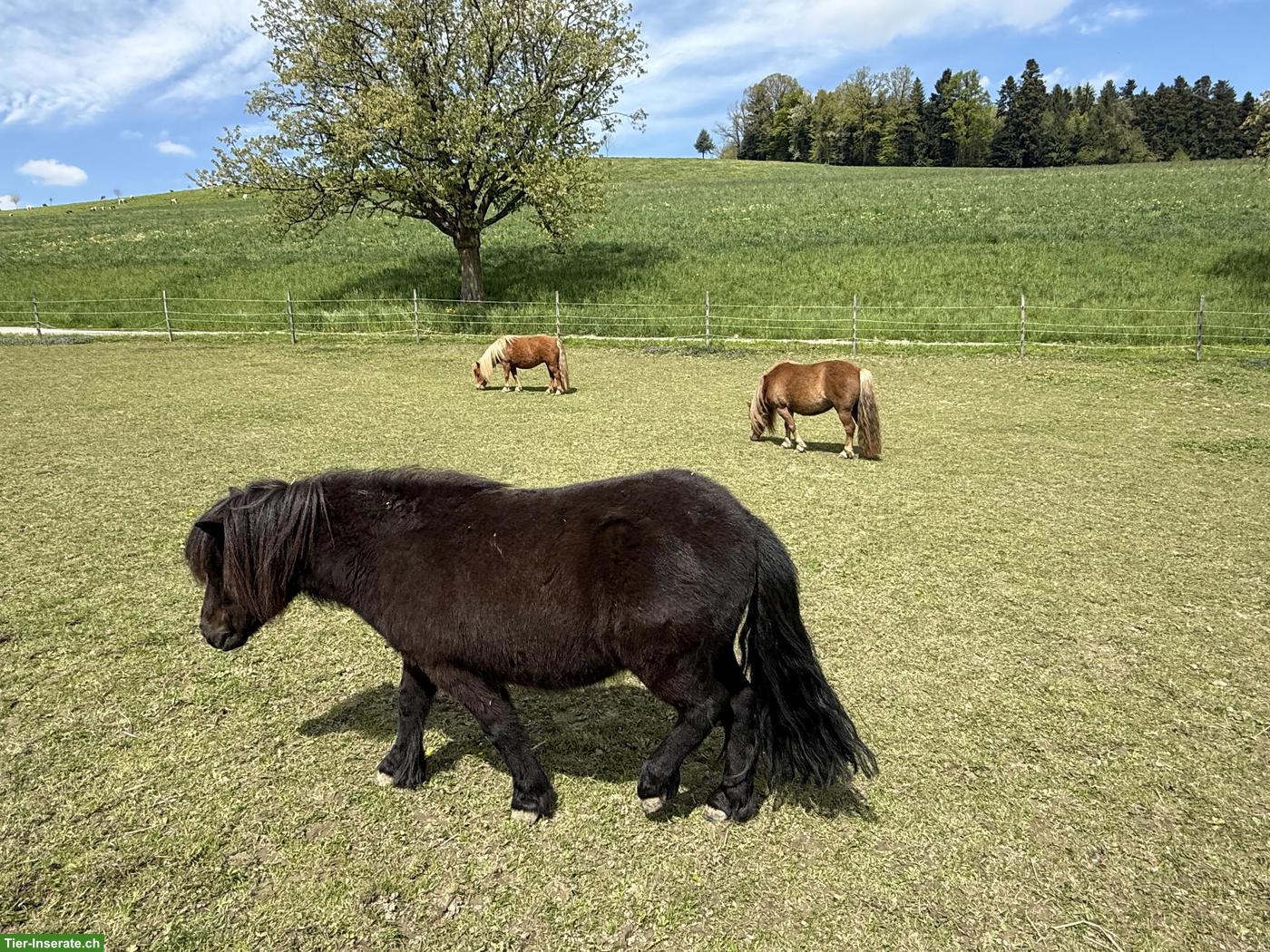 Bild 6: Shetlandpony Stuten & Wallach