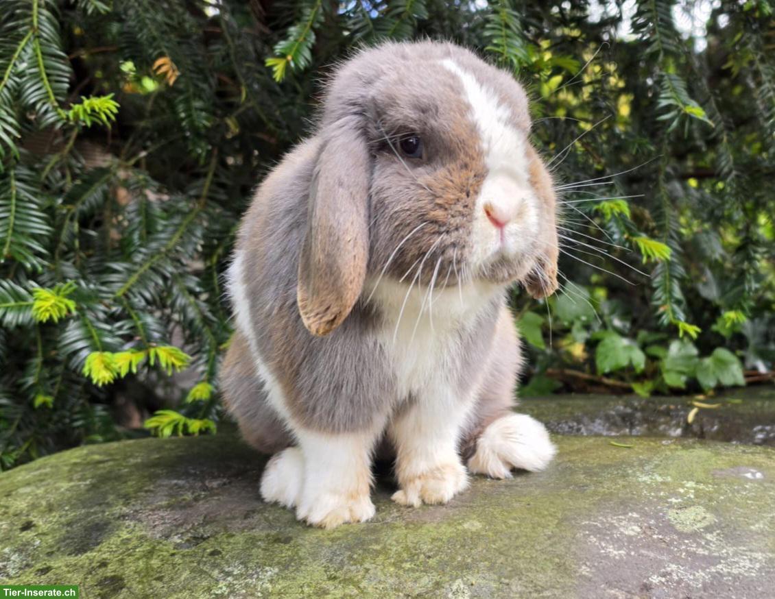 Liebes, hübsches Minilop Männchen