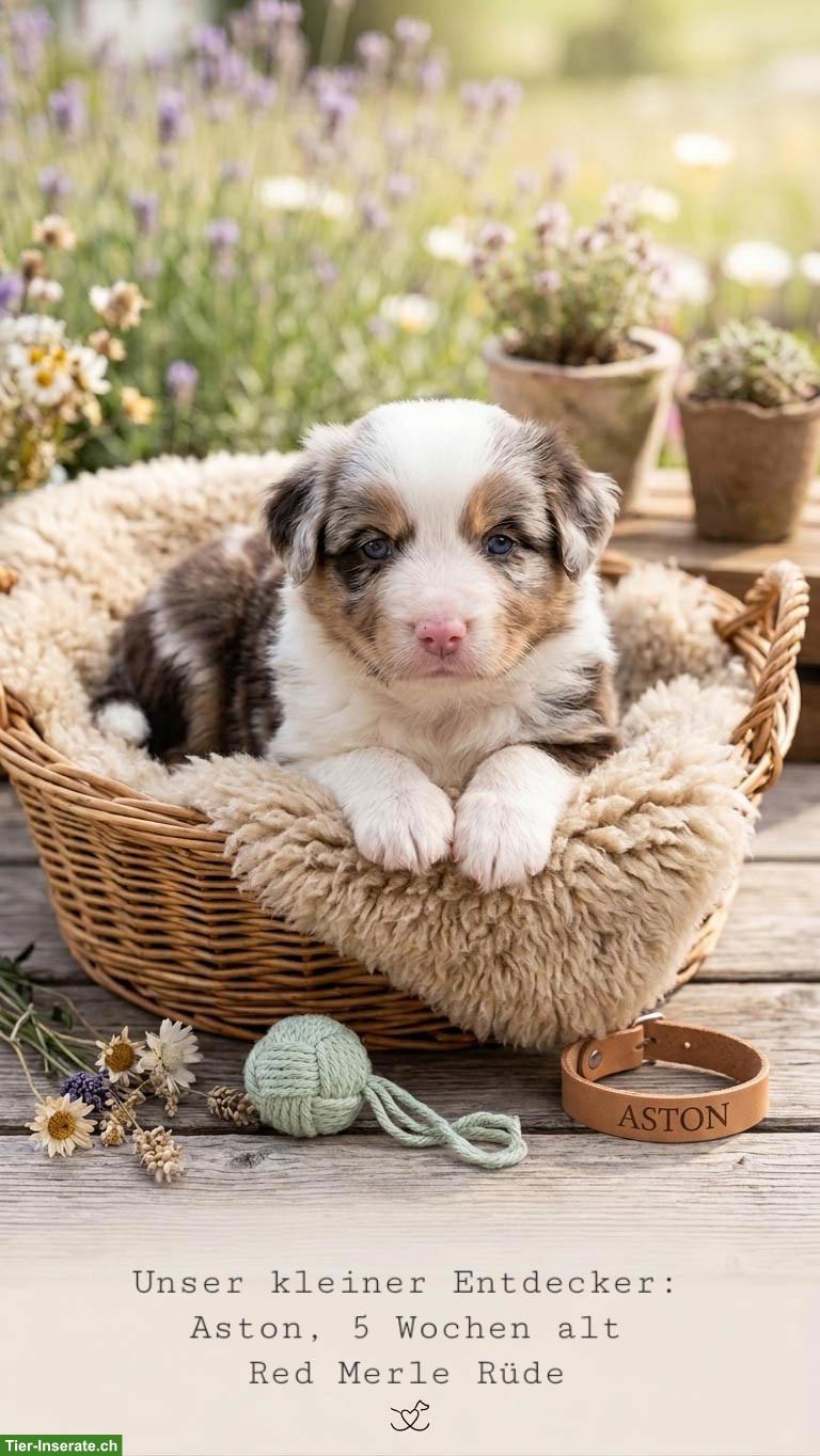 Mini Australian Shepherd / Mini Aussie Welpen