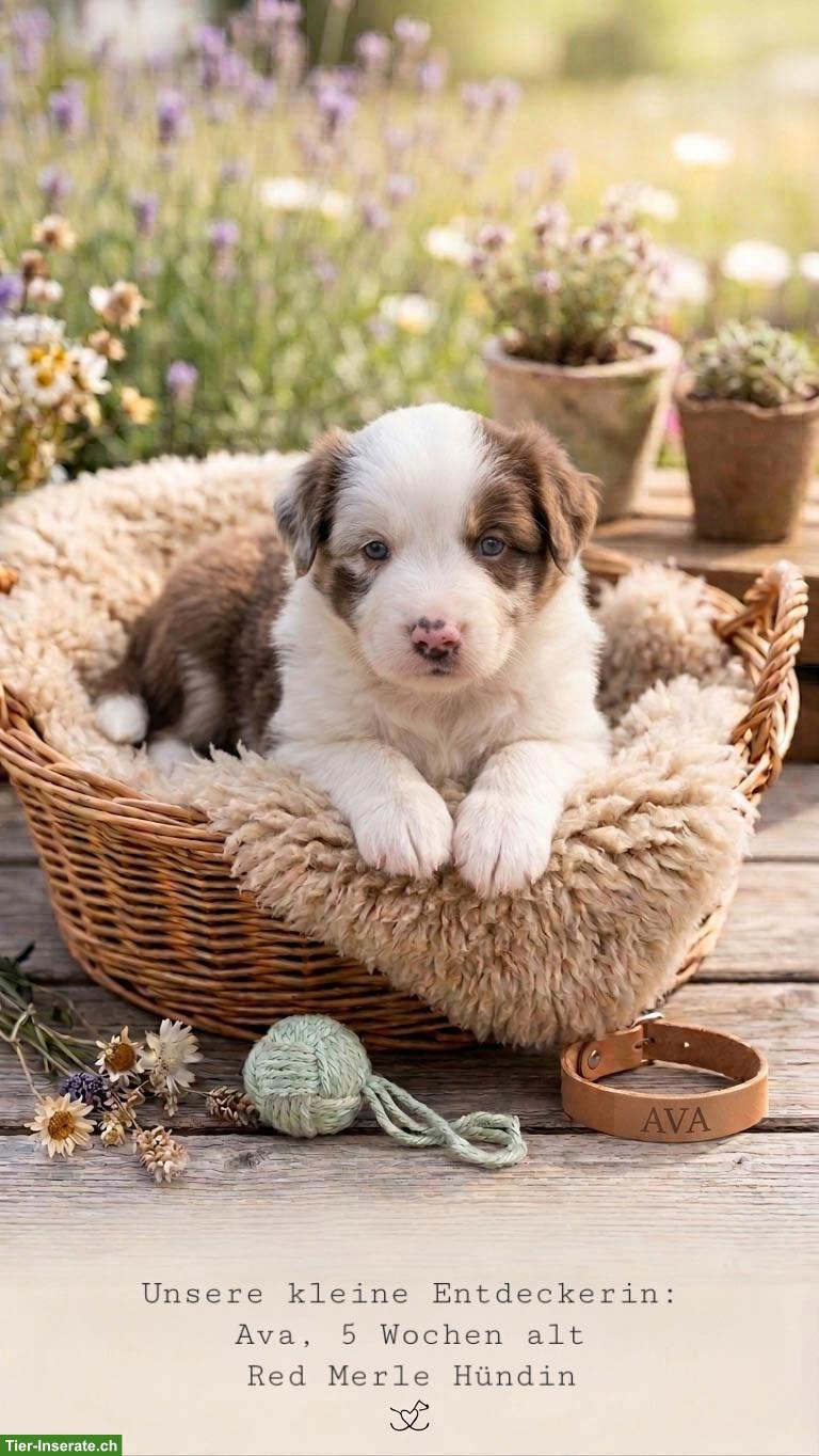 Bild 2: Mini Australian Shepherd / Mini Aussie Welpen