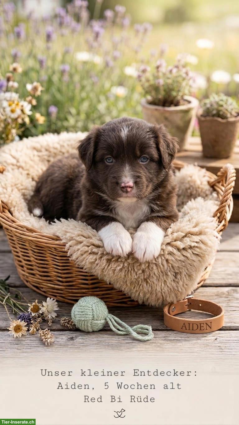 Bild 3: Mini Australian Shepherd / Mini Aussie Welpen
