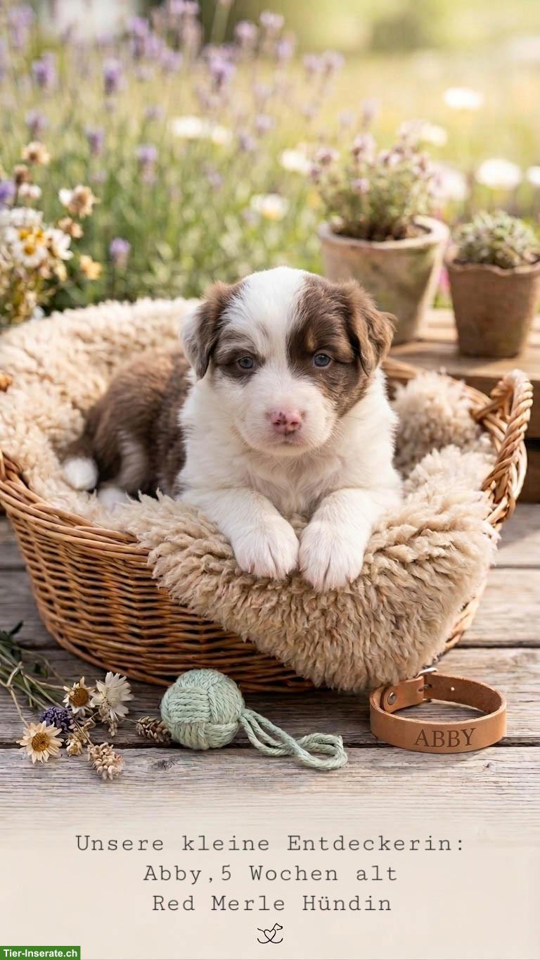 Bild 4: Mini Australian Shepherd / Mini Aussie Welpen