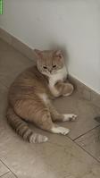 BKH Deckkater mit Stammbaum