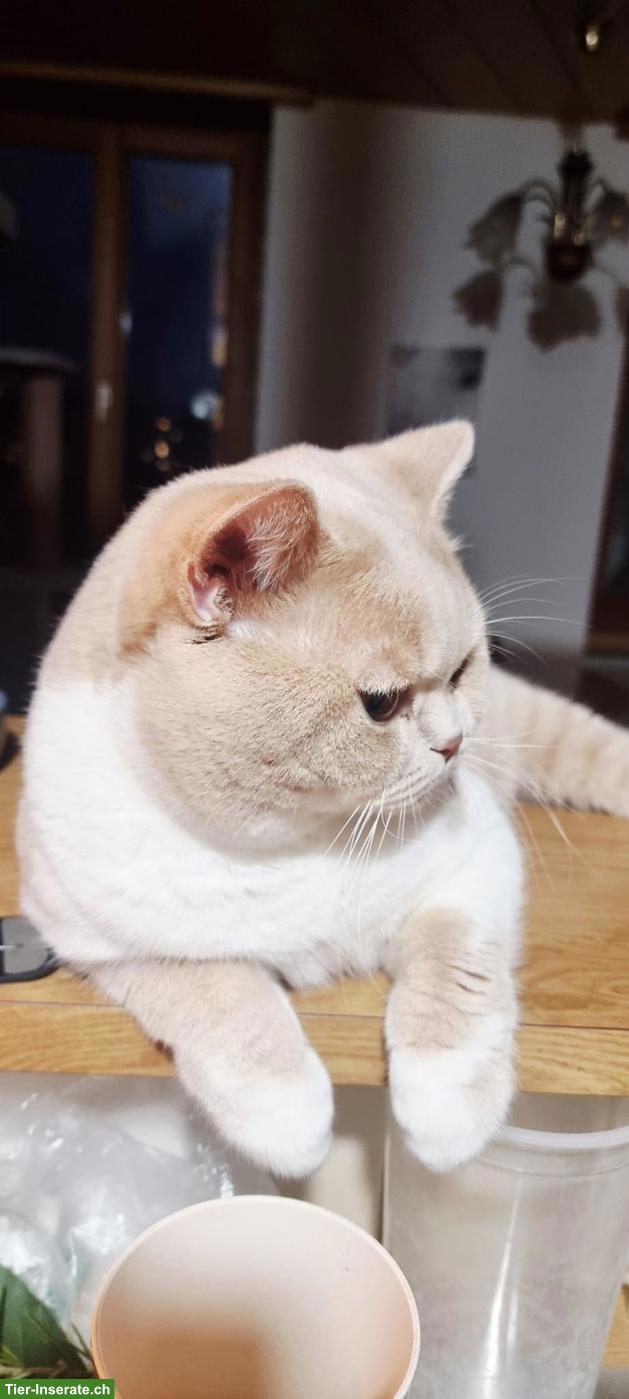 Bild 2: BKH Deckkater mit Stammbaum