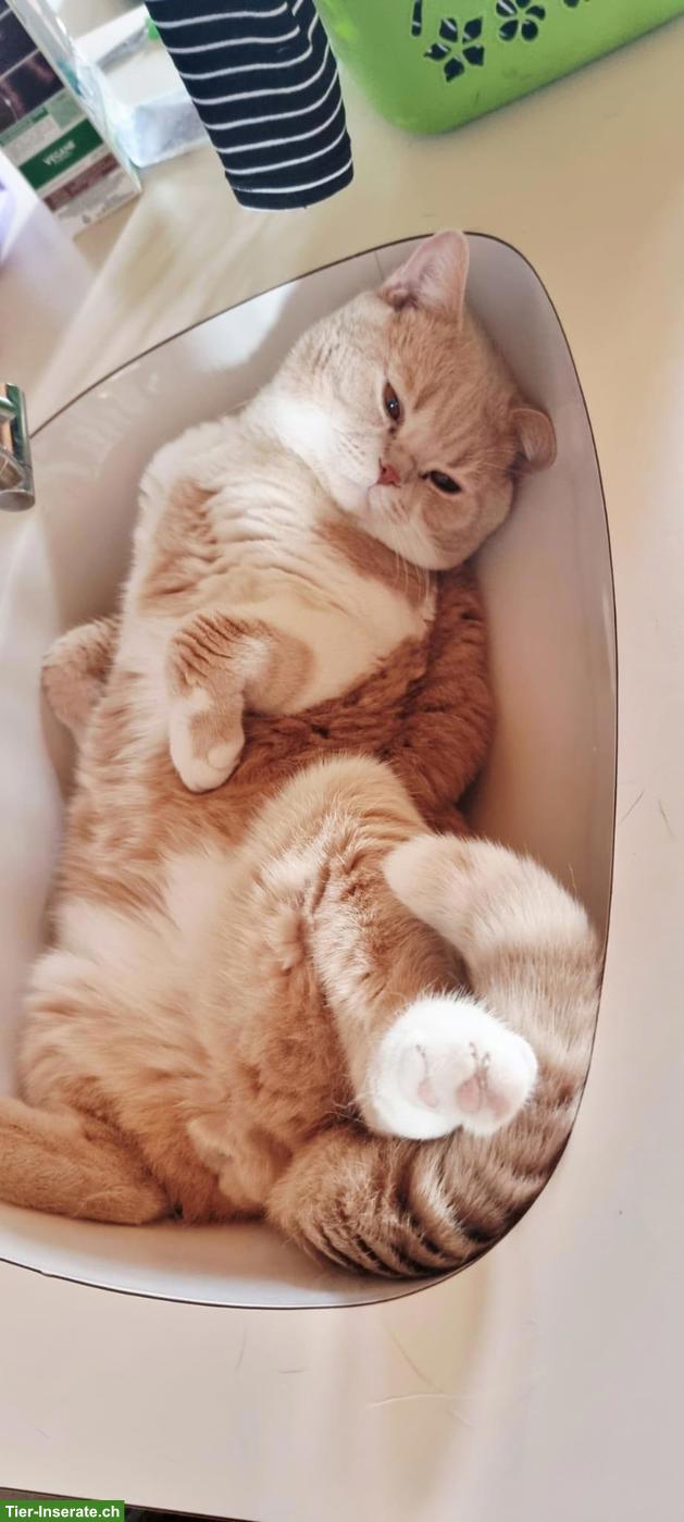 Bild 3: BKH Deckkater mit Stammbaum