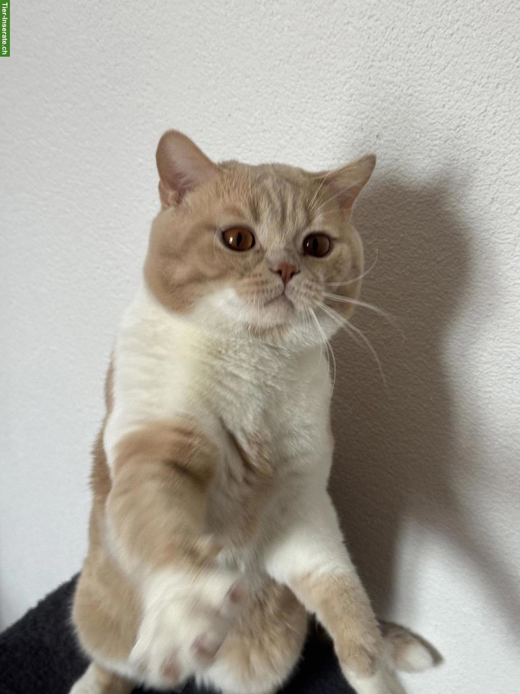 Bild 4: BKH Deckkater mit Stammbaum