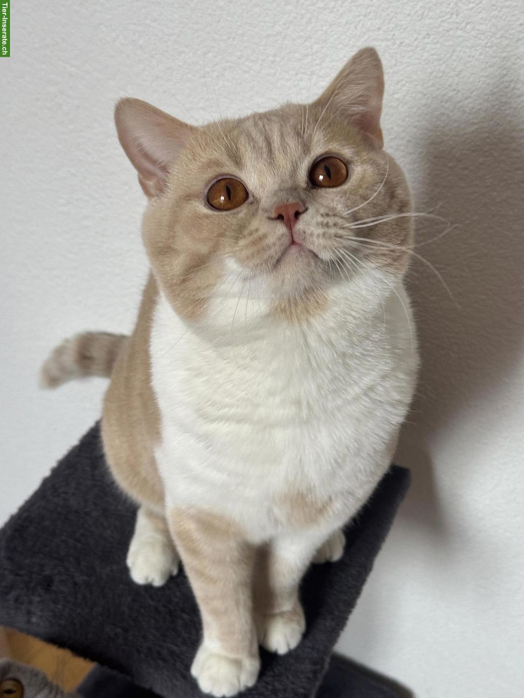 Bild 5: BKH Deckkater mit Stammbaum