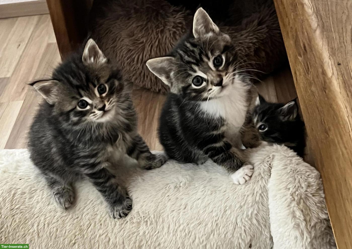 Maine Coon Mix Kitten suchen ihr Plätzli