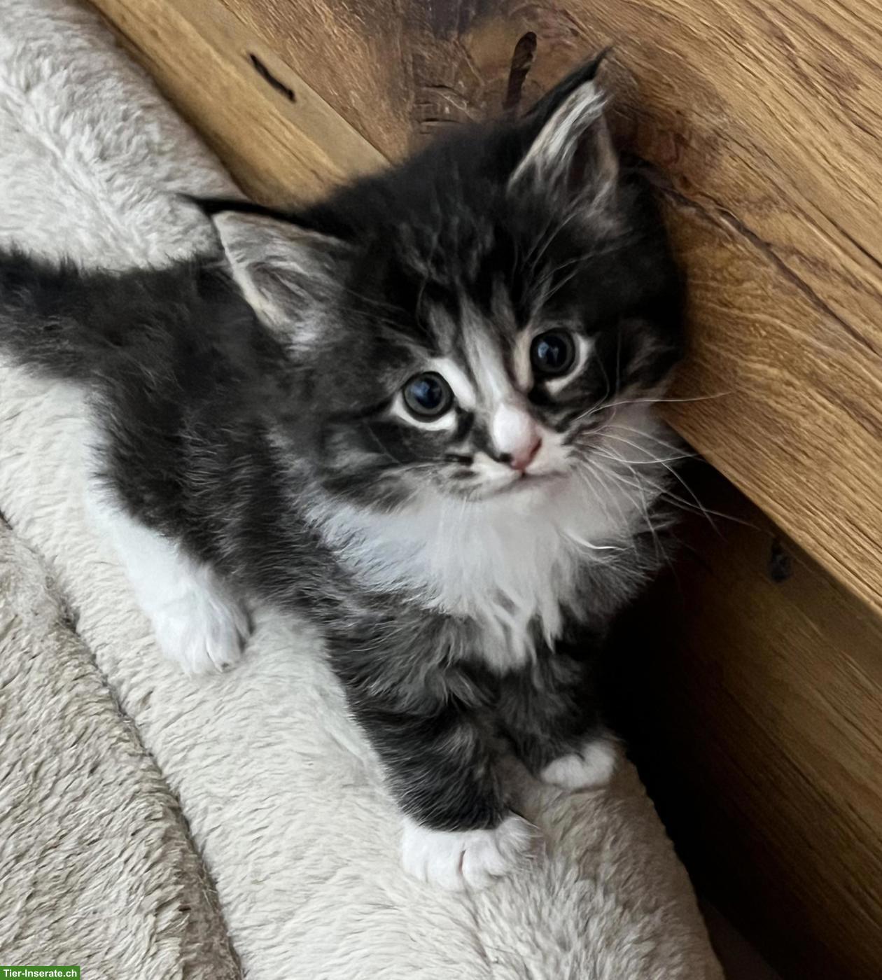 Bild 2: Maine Coon Mix Kitten suchen ihr Plätzli
