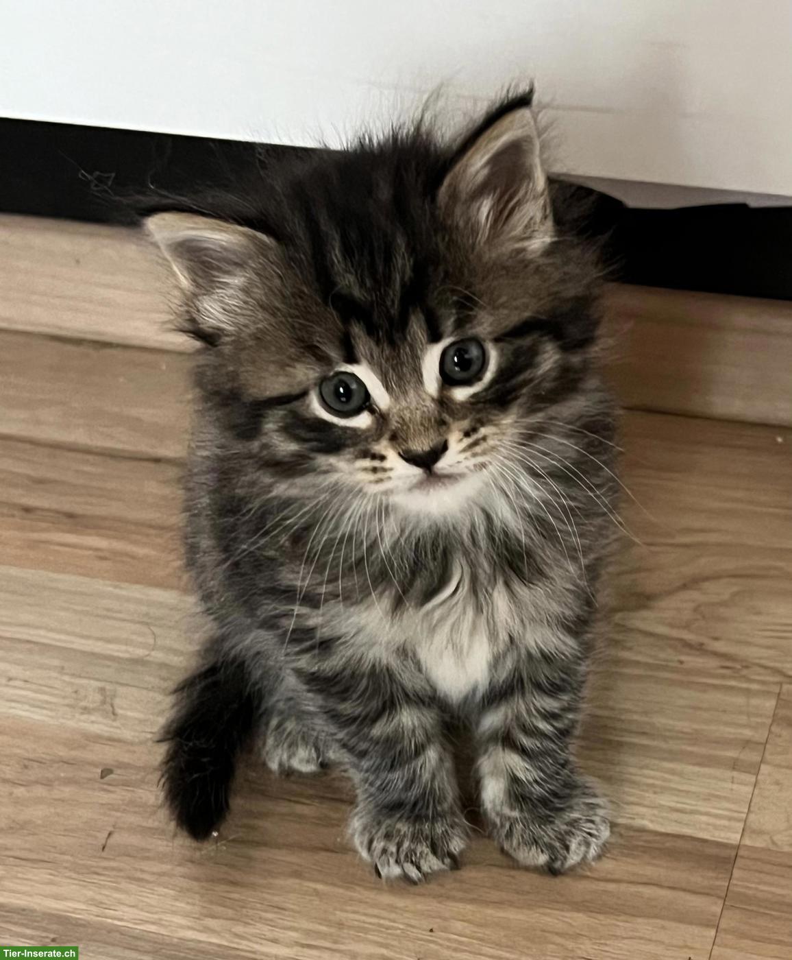 Bild 3: Maine Coon Mix Kitten suchen ihr Plätzli