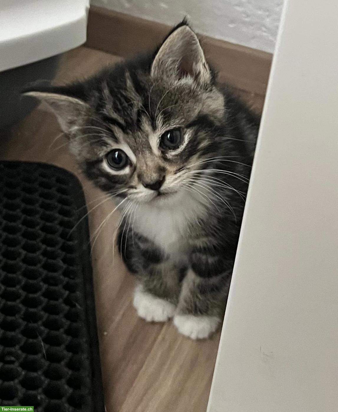 Bild 4: Maine Coon Mix Kitten suchen ihr Plätzli