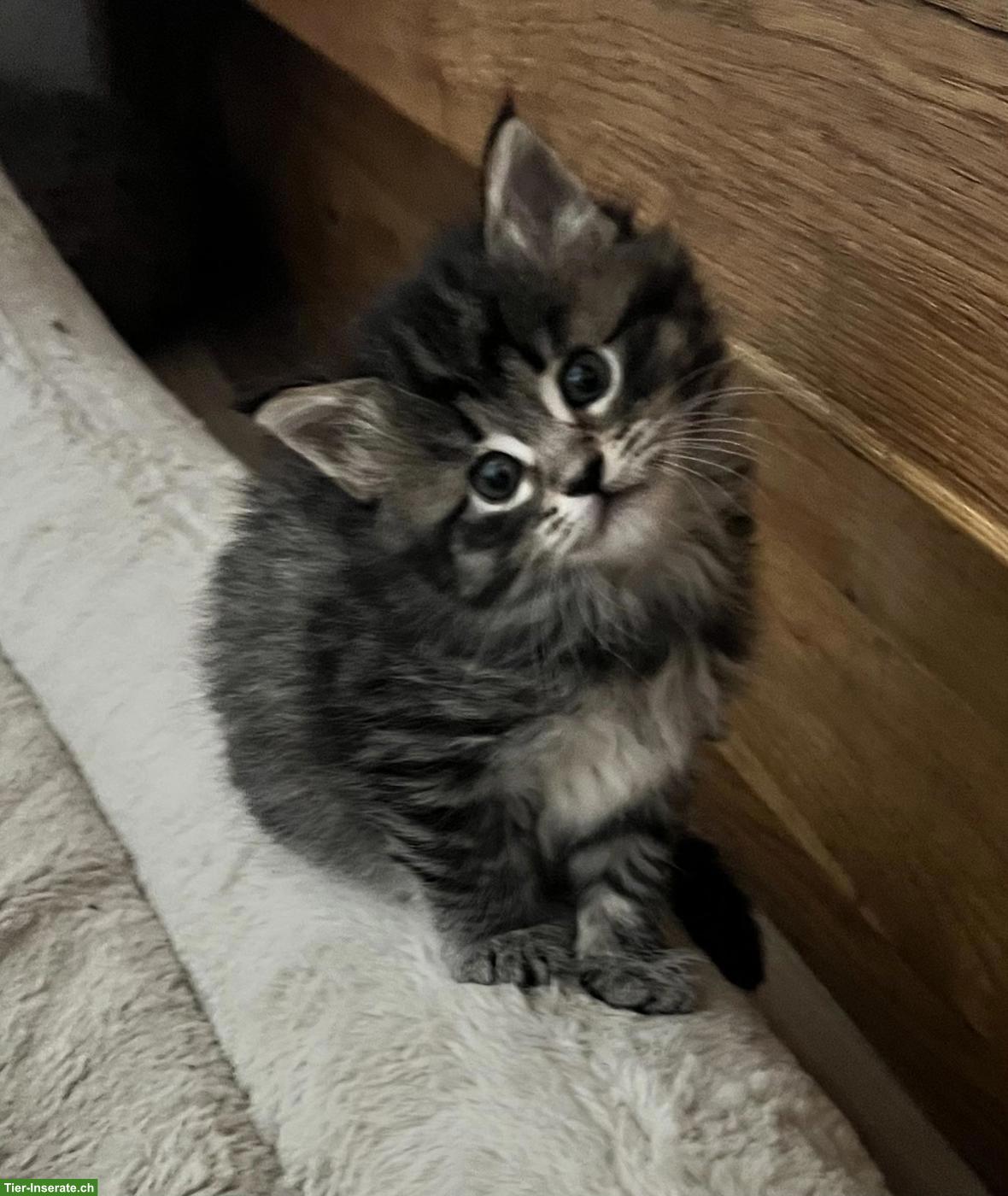 Bild 5: Maine Coon Mix Kitten suchen ihr Plätzli